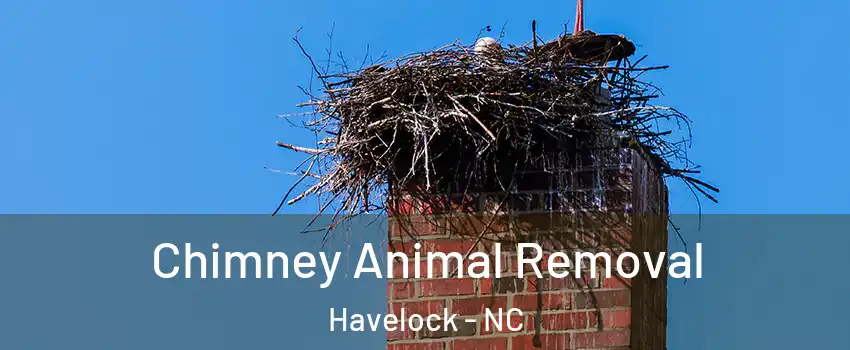  Chimney Animal Removal Havelock - NC