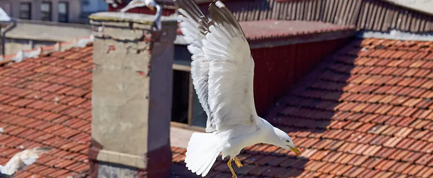 Residential Chimney Animal Removal Solution in Havelock, NC