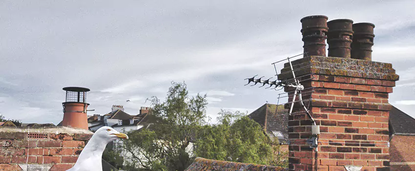 Chimney Cleaning And Restoration in Havelock, North Carolina